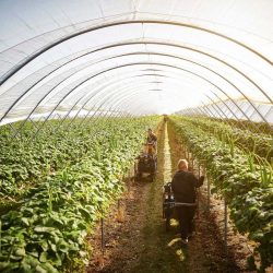 Cooperativismo agrícola