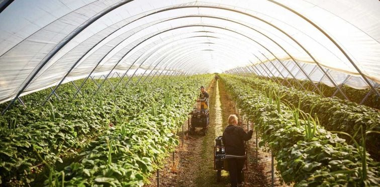 Cooperativismo agrícola