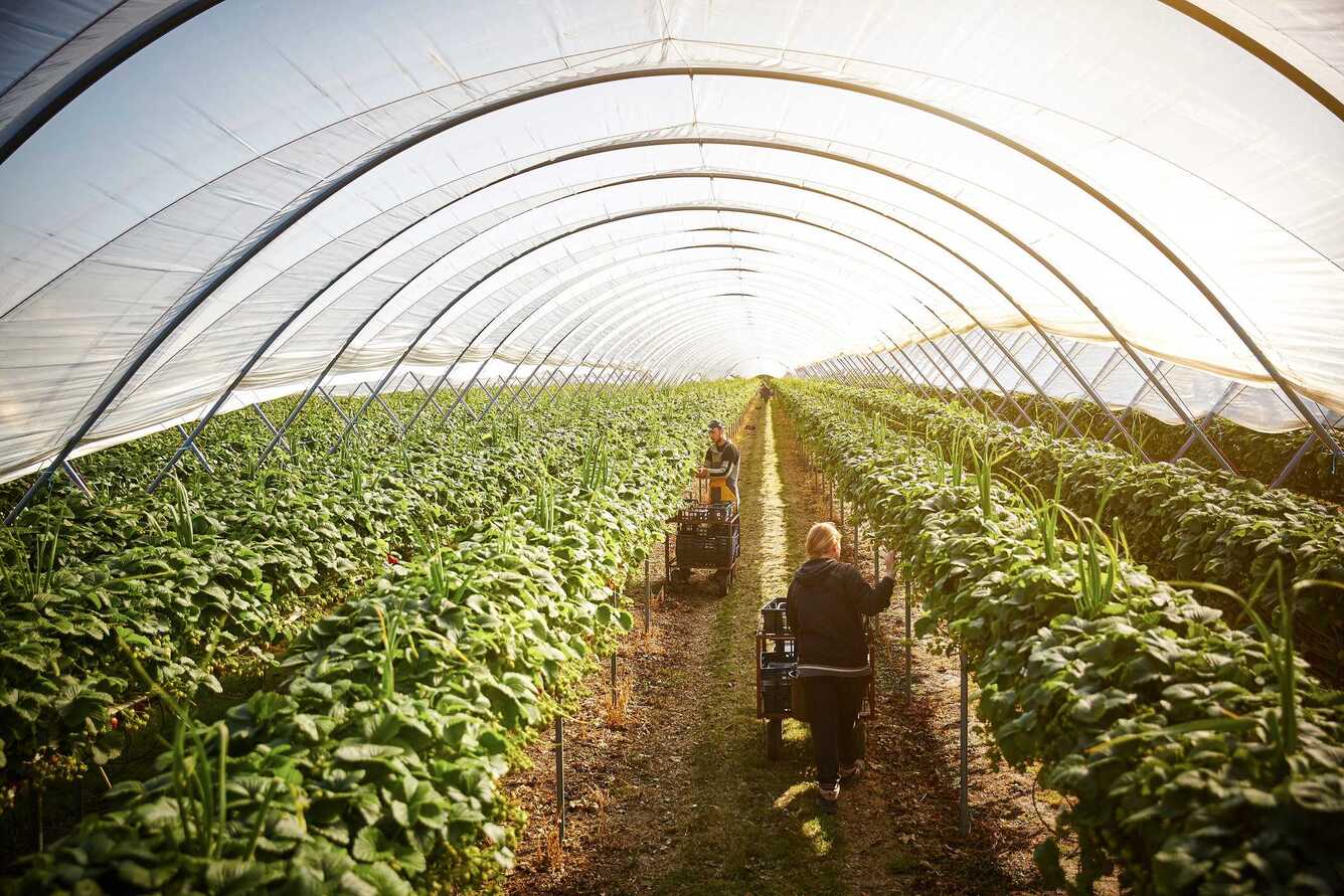 Cooperativismo agrícola