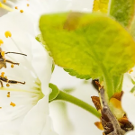 Foto mostra abelha sobrevoando uma flor pra realizar polinização