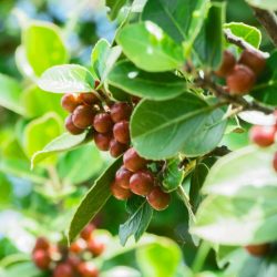 Produção de café arábica: imagem mostra cafés ainda no pé