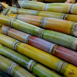 Produção de cana-de-açúcar: imagem mostra pilha de canas já colhidas