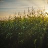 Produção de milho: imagem mostra plantação de milho num fim de tarde, com um belo pôr do sol ao fundo