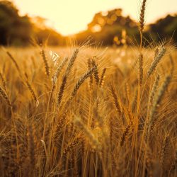 Produção de trigo: foto mostra plantação de trigo, num fim de tarde, com pôr do sol ao fundo