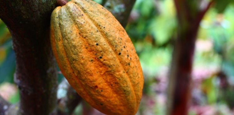 Produção de cacau: foto mostra um fruto de cacau no pé, em close, com fundo desfocado.