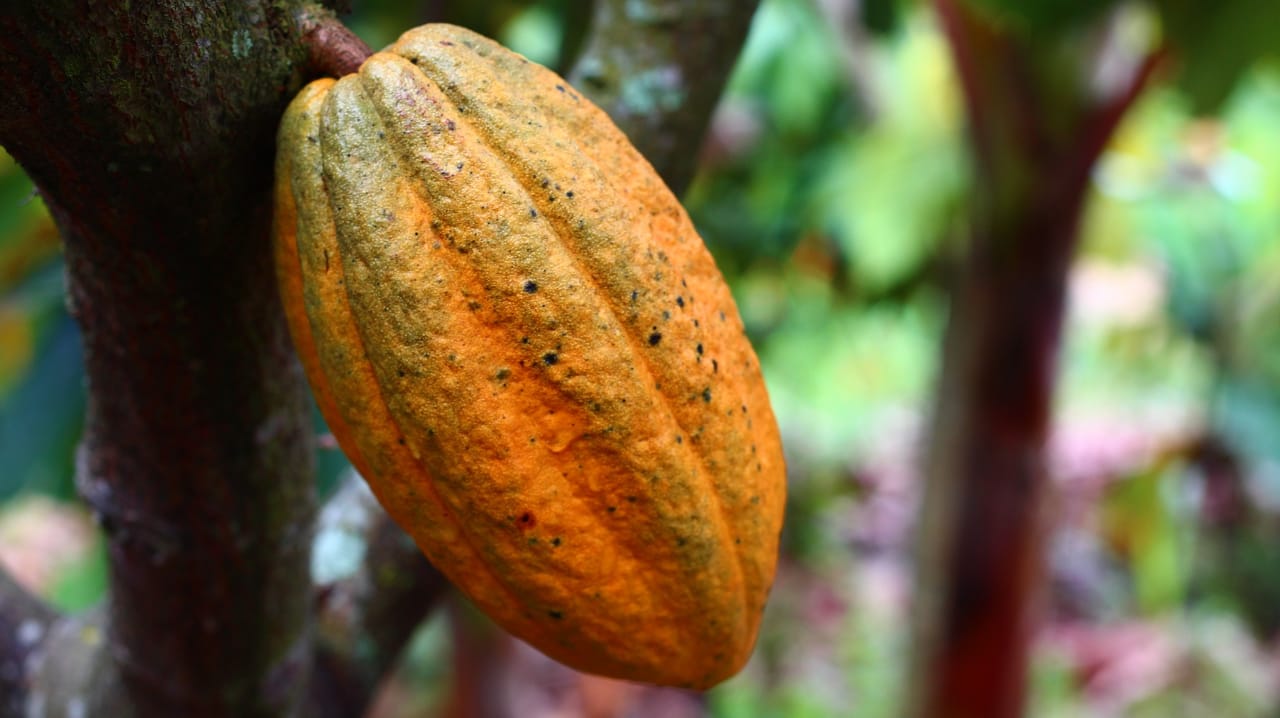Produção de cacau: foto mostra um fruto de cacau no pé, em close, com fundo desfocado.