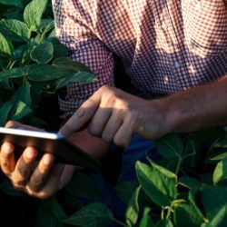 software de gestão agrícola