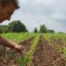 gestão agrícola
