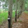 Heveicultura no Brasil: floresta de seringueiras, com recipientes usados para extração da matéria-prima