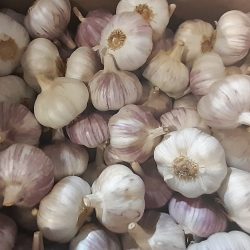 Plantação de alho: foto mostra diversas cabeças de alho dispostas num recipiente
