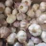 Plantação de alho: foto mostra diversas cabeças de alho dispostas num recipiente