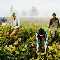 cooperativas agrícolas