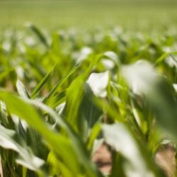 setor agroindustrial