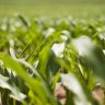 setor agroindustrial
