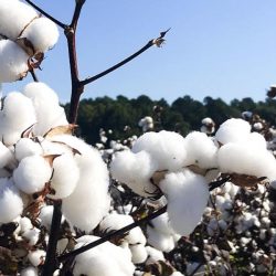 Cotação da pluma no mercado externo influencia preço do algodão no Brasil