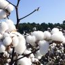 Cotação da pluma no mercado externo influencia preço do algodão no Brasil