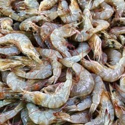 Carcinicultura no Brasil: saiba mais sobre a criação de camarão em cativeiro