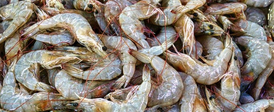 Carcinicultura no Brasil: saiba mais sobre a criação de camarão em cativeiro