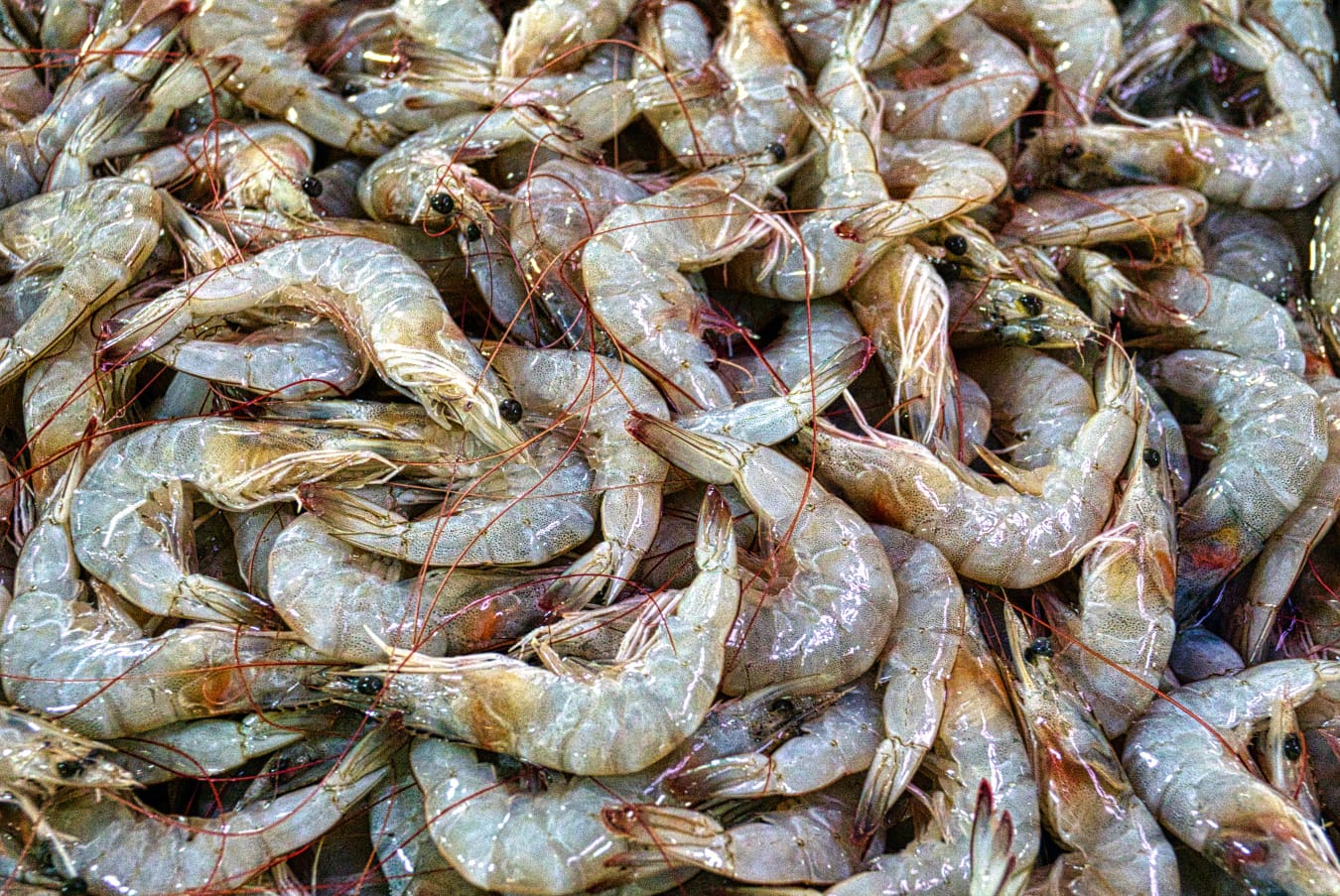 Carcinicultura no Brasil: saiba mais sobre a criação de camarão em cativeiro