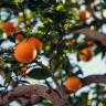 safra 22/23 de laranja