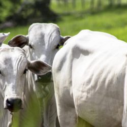 Volume de exportação de carne bovina é terceiro maior da história no Brasil