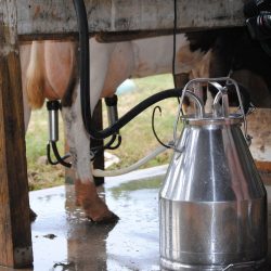 Custo de produção de leite pode cair em 2022 se safra recorde de soja e milho se confirmar