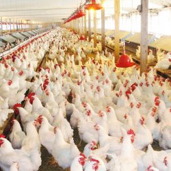 CPR de frango vivo: entenda a importância desta solução de crédito