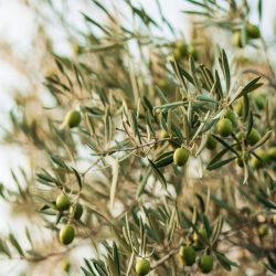 Olivicultura: saiba mais sobre a produção de azeitonas no Brasil