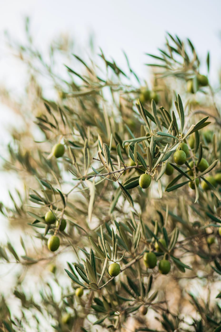 Olivicultura: saiba mais sobre a produção de azeitonas no Brasil Olivicultura: saiba mais sobre a produção de azeitonas no Brasil