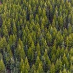 Floresta de pinus: saiba mais sobre essa cultura e o mercado no Brasil