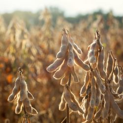USDA deve revisar dados de oferta e demanda mundial de soja no dia 09/02