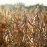 USDA deve revisar dados de oferta e demanda mundial de soja no dia 09/02