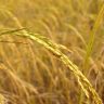 Saiba em que pé estão a colheita do arroz safra 21/22 e sua comercialização