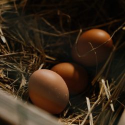 Saiba como foi a produção de ovos em 2021 e como está o cenário de 2022