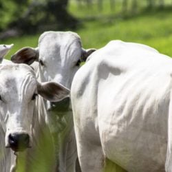Entenda o cenário da bovinocultura de corte neste início de 2022