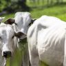 Demanda externa por boi gordo está aquecida em 2022