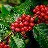 Confira estágio da safra de café arábica