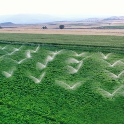Biodiversidade e agricultura: veja 4 dicas para aplicar