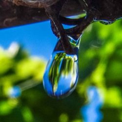 Drip protection: descubra as vantagens da aplicação de água e defensivos por gotejamento