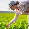 Como escolher o tipo ideal de plantadeira de milho?