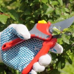 Poda de frutíferas: saiba como realizá-la corretamente!