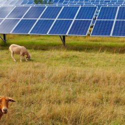 Programa Agro Energia