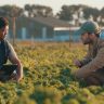 ciclo de produção agrícola