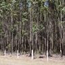 BB seguro floresta