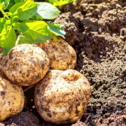 cultivo da batata