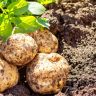 cultivo da batata