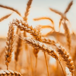 cultivo de trigo