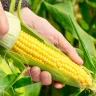 Colheita de milho e produtividade: tudo o que você precisa saber para acertar no planejamento e na gestão da sua produção.