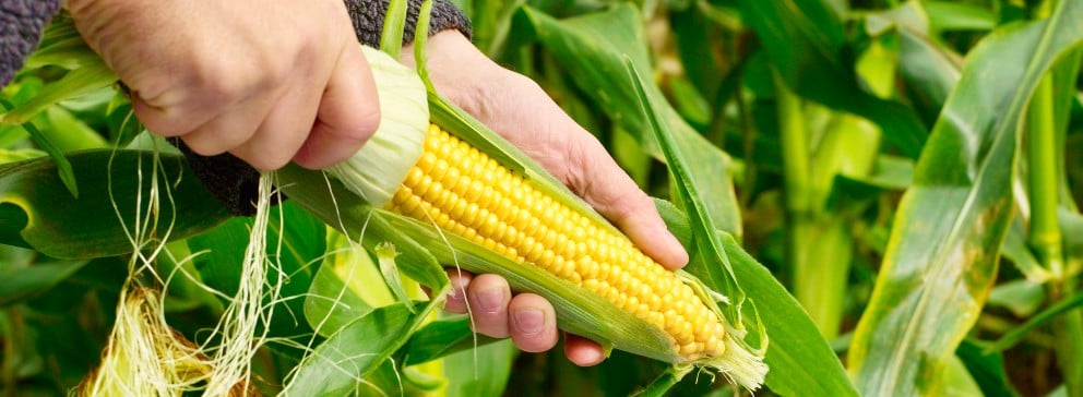 Colheita de milho e produtividade: tudo o que você precisa saber para acertar no planejamento e na gestão da sua produção.