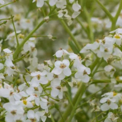 crambe